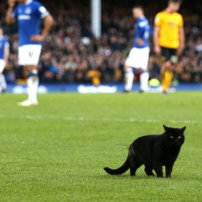 Ni los gatos se quieren perder la magia de Raúl Jiménez