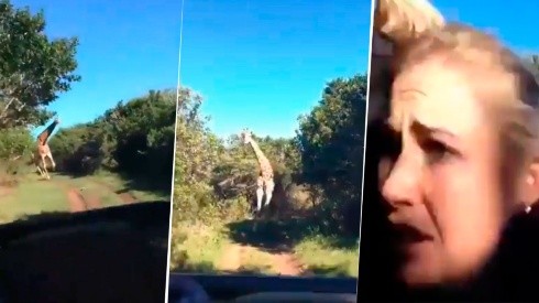 Video viral: una jirafa comenzó a perseguir a una familia ¡y todo quedó capturado en un video!