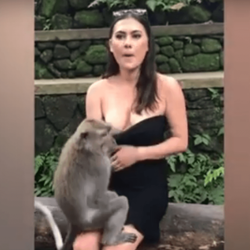 Video viral: un mono diabólico le bajó el vestido a una turista