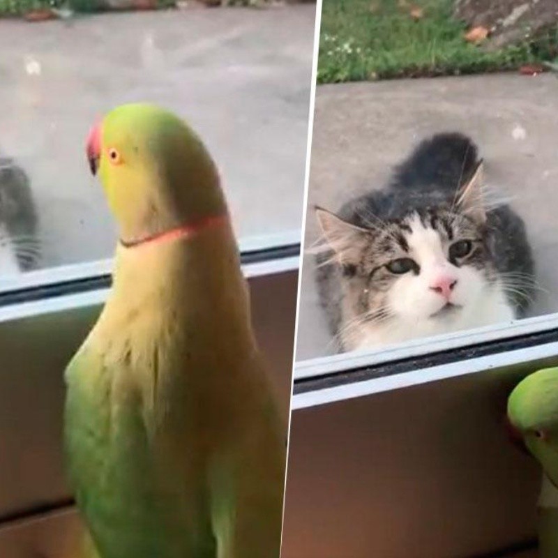 Video viral: un gato se lo quería comer y este loro diabólico se burló de él