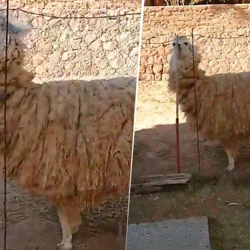 Video viral: esta llama diabólica deja de mirar cuando te acercas a ella