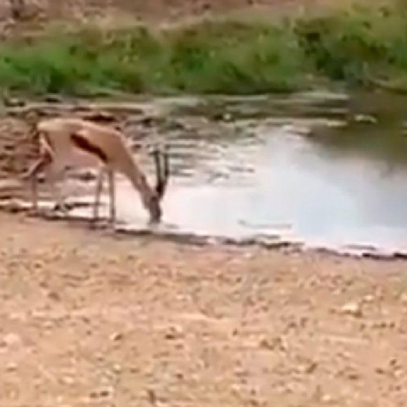 Video viral: este antílope hizo un amague diabólico y salvó su vida