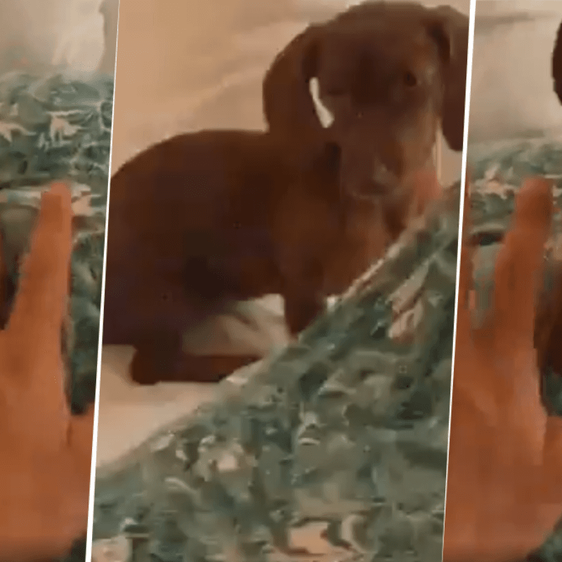 Video viral: él le dio palmadas diabólicas a su novia, el perro lo vio y se sumó