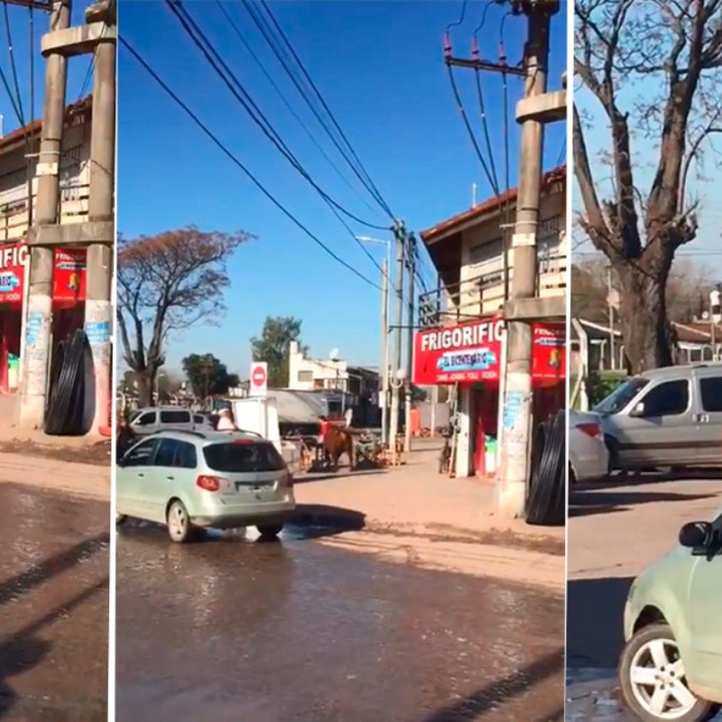 Video: una señora estaba haciendo un asado en la calle y un toro la mandó a dormir