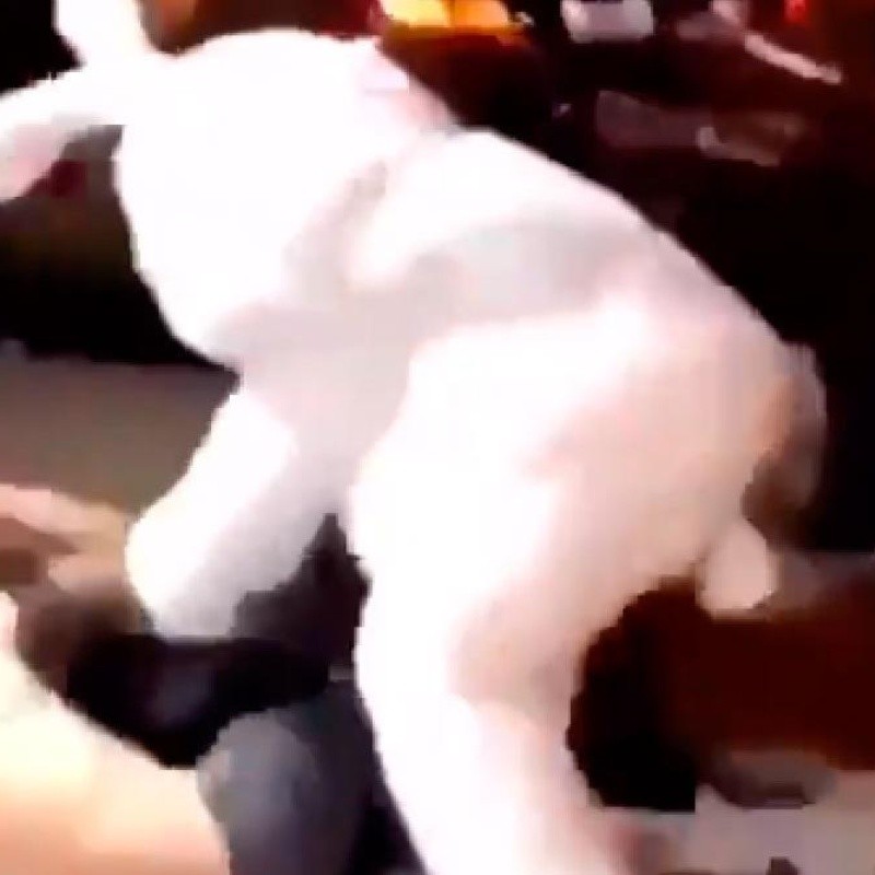 Video viral: se quiso pelear a la salida de un bar, pero se topó con un conejo diabólico