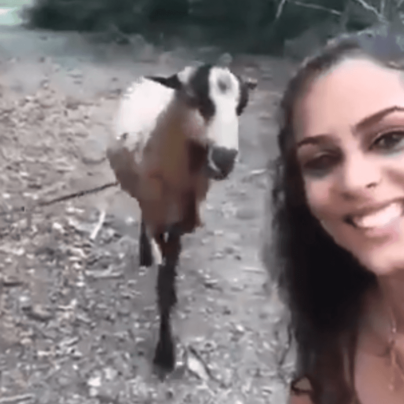 Video viral: una cabra diabólica le arruinó la selfie perfecta