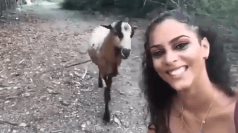 Video viral: una cabra diabólica le arruinó la selfie perfecta