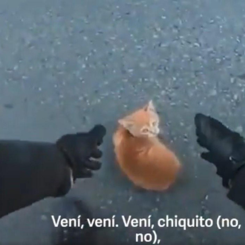 Video: encontraron un gatito en la ruta y se ganaron el cielo con su reacción