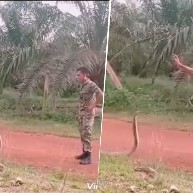 Video viral: quiso atacarlo la serpiente venenosa más grande del mundo y tuvo una reacción diabólica