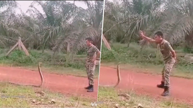 Video viral: quiso atacarlo la serpiente venenosa más grande del mundo y tuvo una reacción diabólica