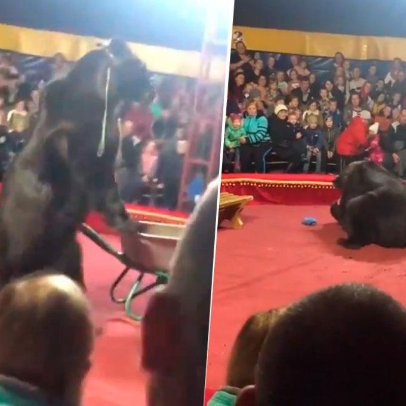 Video: oso atacó a su domador y todo quedó registrado