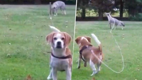 Video viral: este zorro diabólico se llevó a un perro de su casa