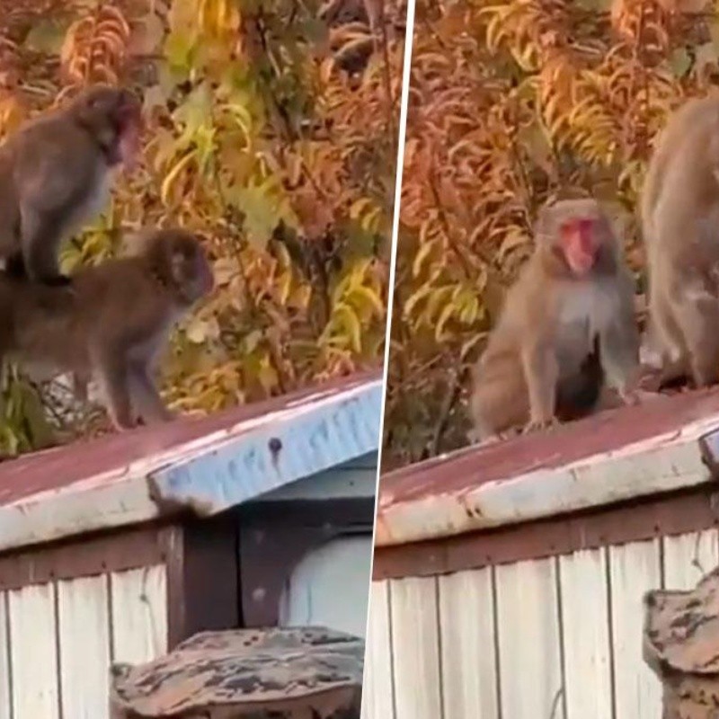 Video viral: a este mono diabólico no le gusta que lo filmen mientras 'hace sus cosas'