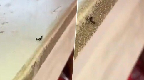 Video viral: nunca seas amigo de esta hormiga diabólica