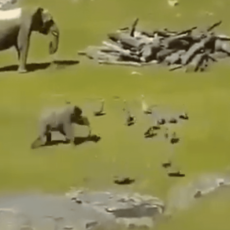 Video viral: este elefante es el más diabólico del zoológico