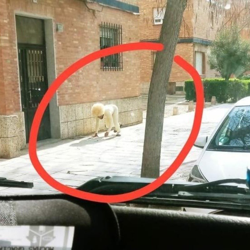 Insólito: se disfrazó de perro para poder salir a la calle en cuarentena