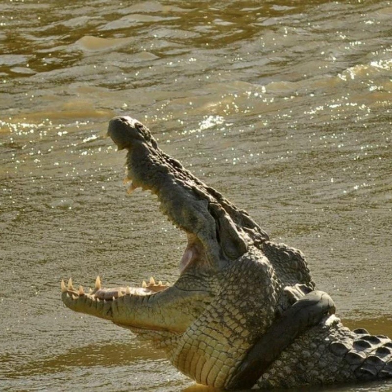 Rompió la cuarentena y se lo comió un cocodrilo