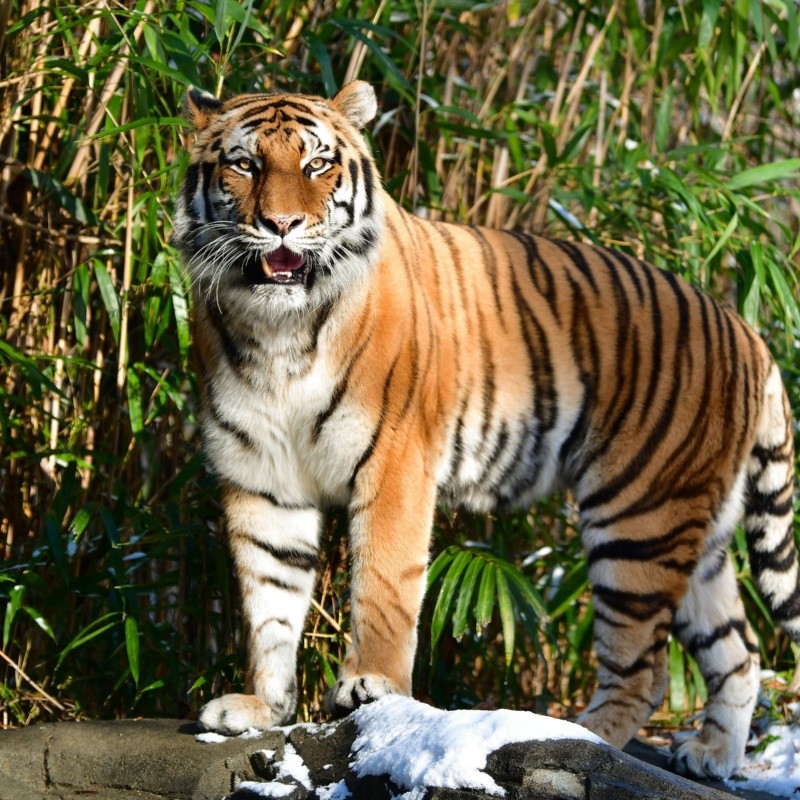 Aparece el primer animal con Coronavirus en Estados Unidos: un tigre en Nueva York