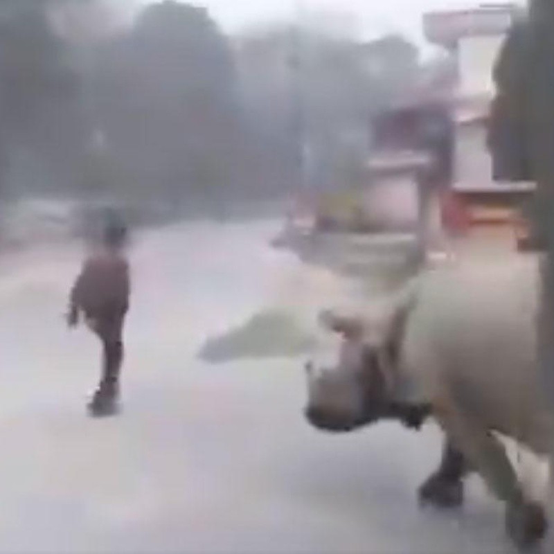 Video: rompió la cuarentena y lo persiguió ¡un rinoceronte!