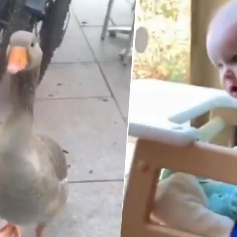 Video viral: la reacción del bebé al ver a este pato diabólico es todo lo que está bien