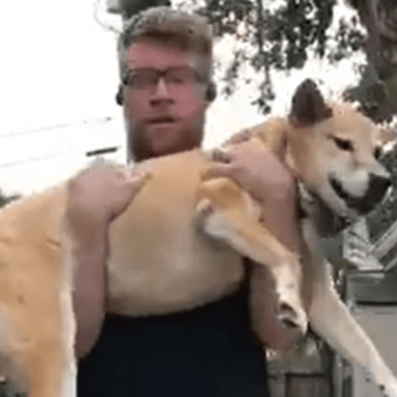 El entrenamiento con perros y libros de un campeón de la Serie Mundial