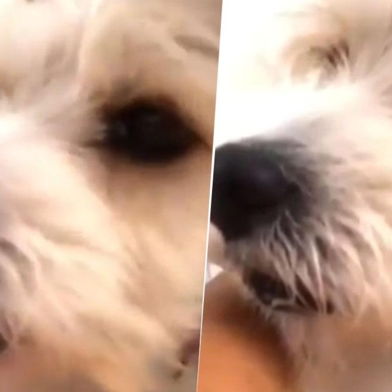 Video viral: este perro diabólico se olvidó que en cuarentena está prohibido lamer