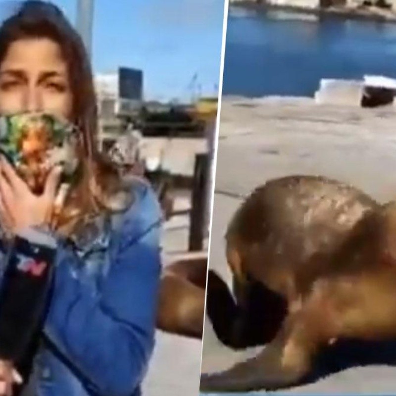 Video: un lobo marino le hizo pegar el susto de su vida a esta periodista