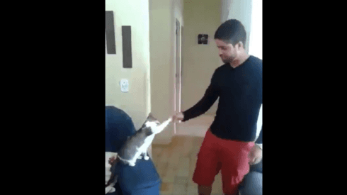 Video viral: este gato diabólico parece un humano