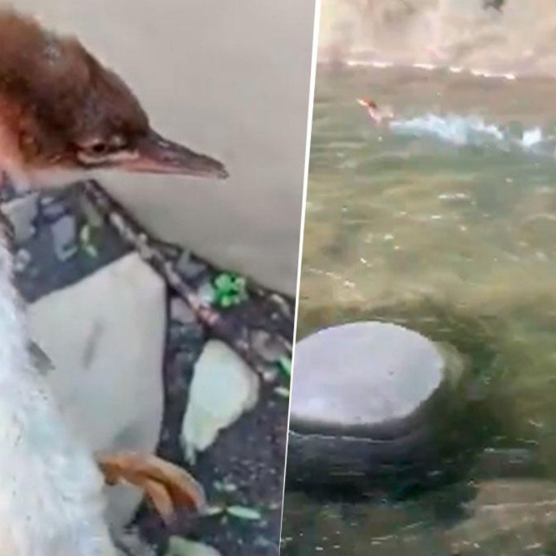 Video viral: puso a un pato diabólico en el agua y este huyó a la velocidad de la luz