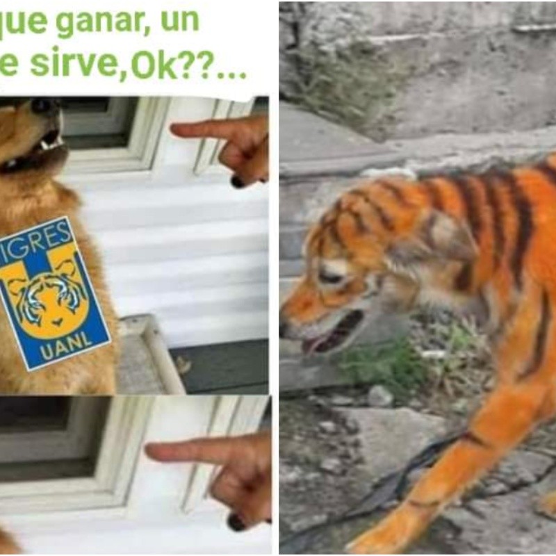 No los perdonan: los memes anti Tigres inundaron las redes