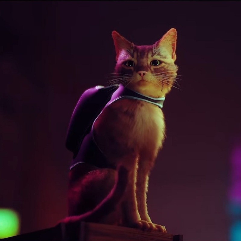 Stray, o “simulador de gato”, é classificado para Xbox Series e One