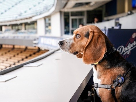 VIDEO | Los Angeles Dodgers brindan trato VIP a famoso perro de TikTok