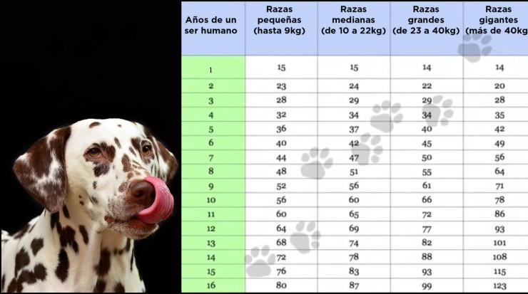 Adoración Subordinar Oh Calcula la edad de tu perro AQUÍ: ¿Qué edad tiene en años humanos?
