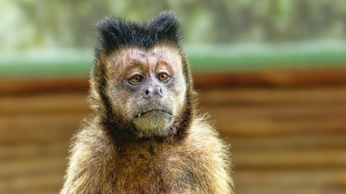 Macaco Ferrugem é conhecido pelos atendentes do hospital