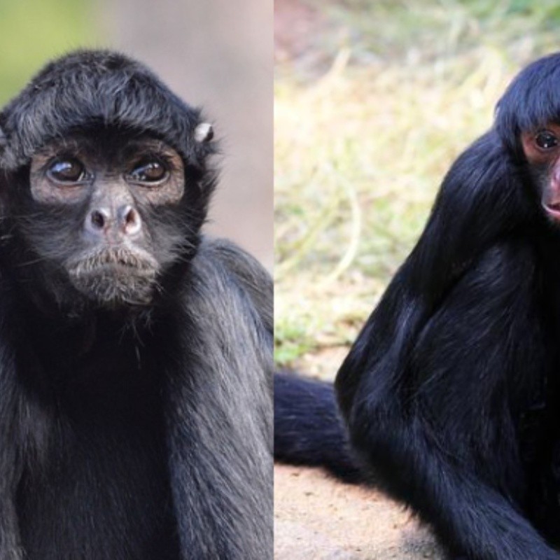 Macaco-aranha é a moradora mais idosa do GramadoZoo