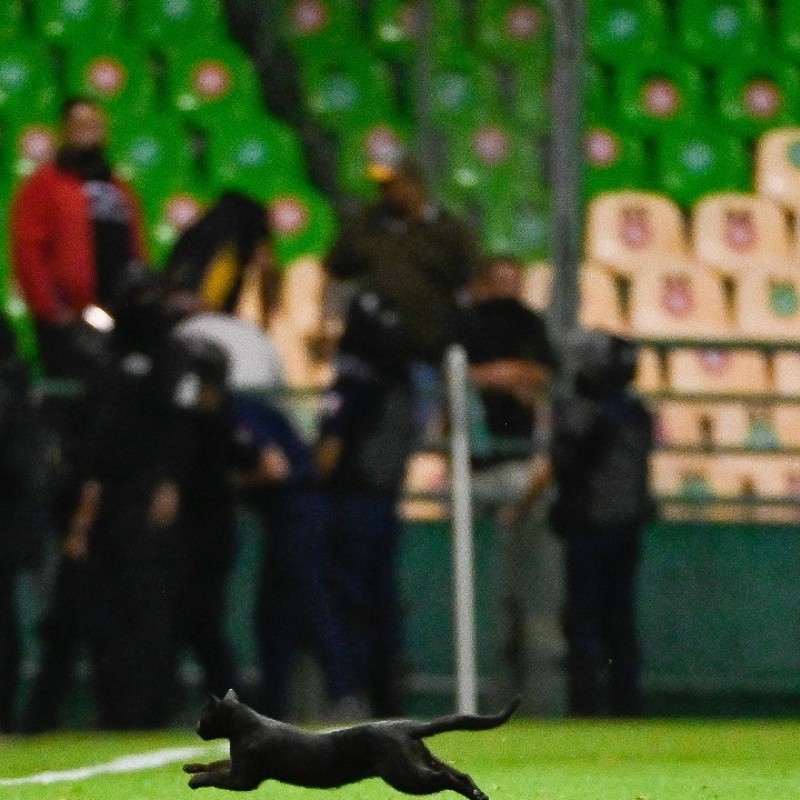 VIDEO | Jugadores del León vs Toluca casi aplastan a un gato