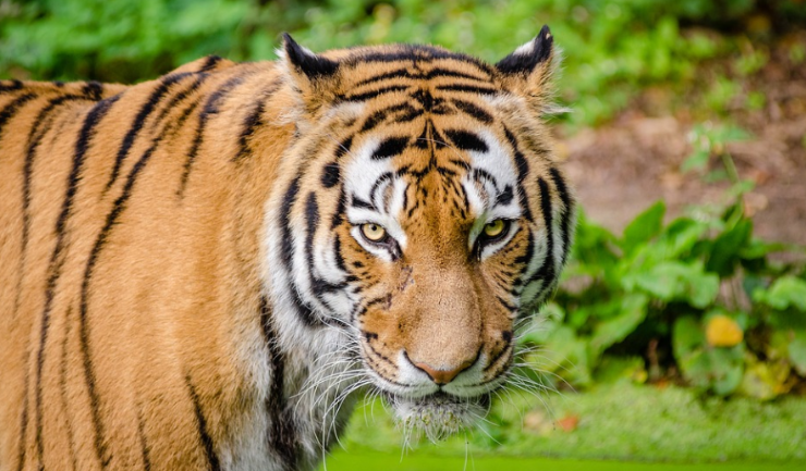 Tigre da Tasmânia foi extinto há 90 anos (Pixabay/Pexels)
