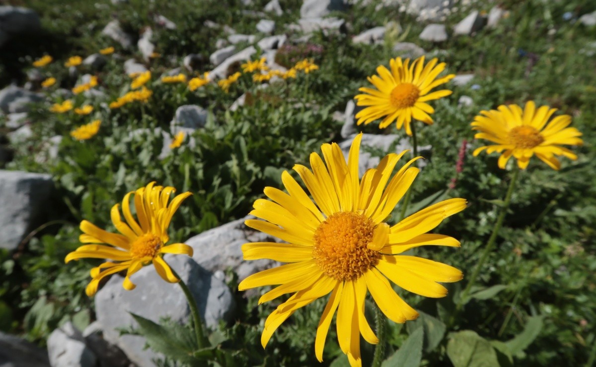 Por qué se regalan flores amarillas el 21 de septiembre?