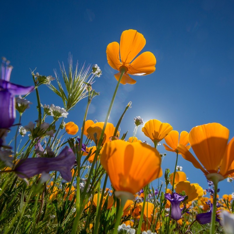 Día de la Primavera 2022, frases para dedicar este 21 de septiembre