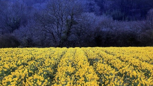 El Equinoccio de Primavera llegará en los próximos días al Hemisferio Sur.