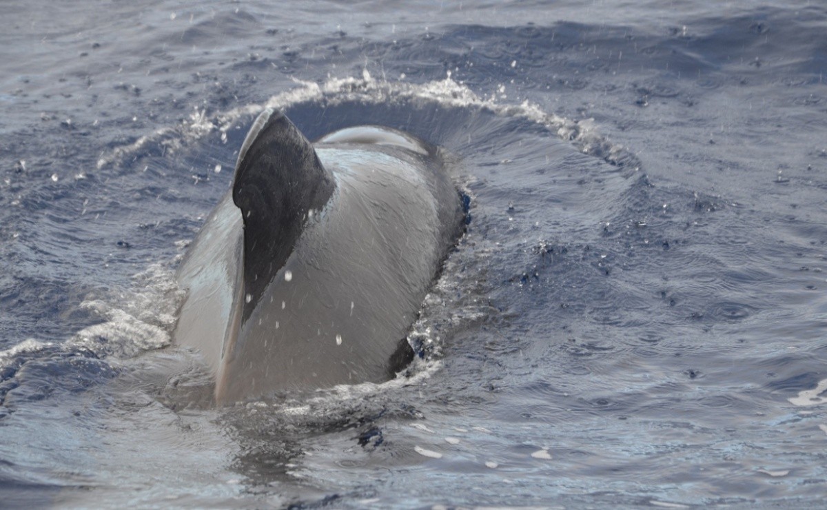 Un grupo de más de 200 ballenas encalla en una playa de Australia e intriga a las autoridades;  Muchos no pudieron sobrevivir