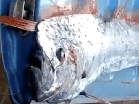 Pez remo: El pez que "anuncia los sismos" reapareció en una playa de México