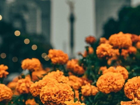 Día de Muertos: ¿Flor de Cempasúchil o Cempoalxóchitl? ¿Cómo se pronuncia y  cuál es el significado? (VIDEO)