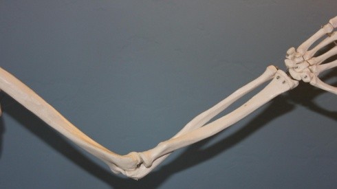 Esqueleto de 'mão gigante' encontrado no litoral de SP intriga moradores. Imagem: Pixabay.