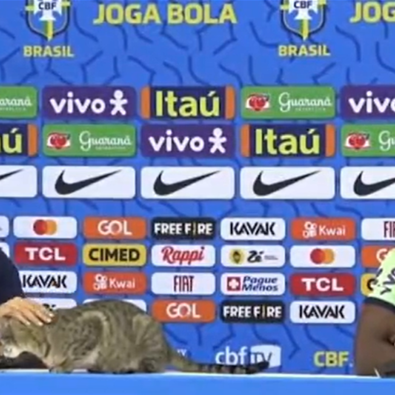 Qatar 2022: un gato interrumpió la conferencia de Vinícius Jr y la escena se volvió viral