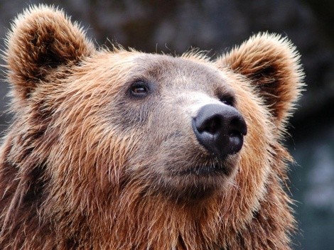 Urso vira ‘celebridade’ após fazer mais de 400 selfies: “Descobriu uma câmera”