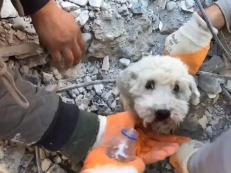 Así fue el conmovedor rescate de un perro en medio de los escombros en Turquía