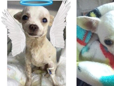Murió Pinky, el perrito chihuahua: ¿Qué le pasó y por qué lo llaman héroe?
