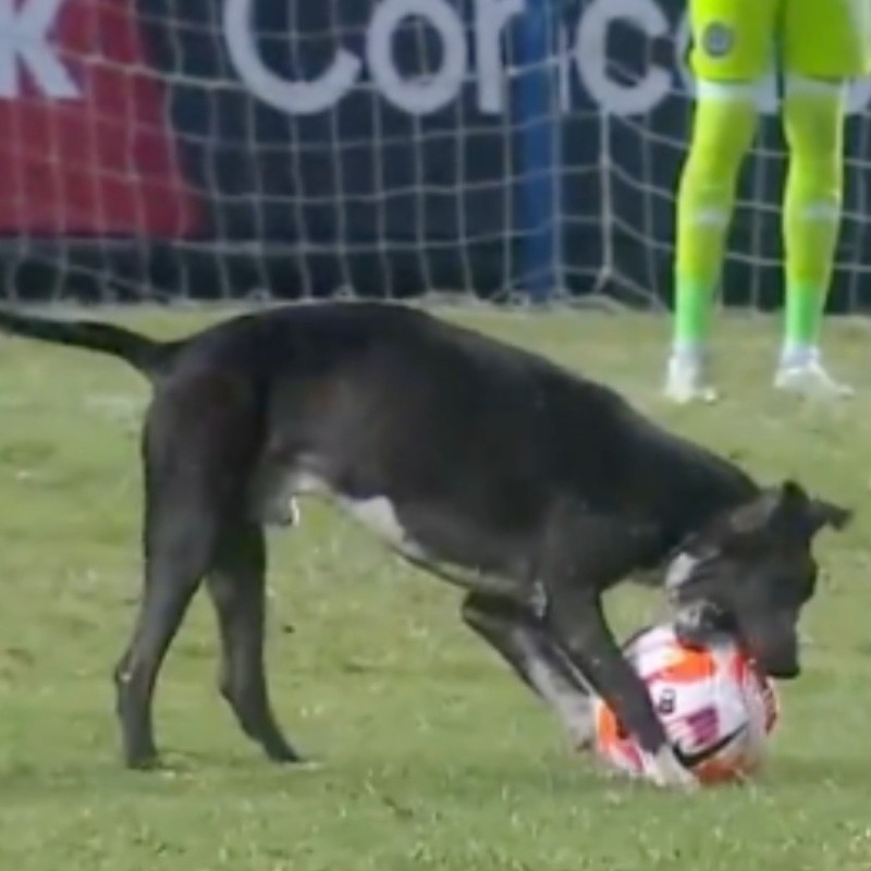 Video: Dog tries to steal match ball during Alianza FC - Philadelphia Union in CCL