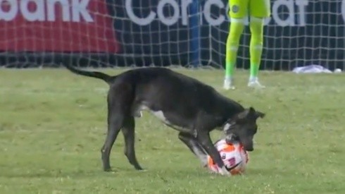 Dog steals ball